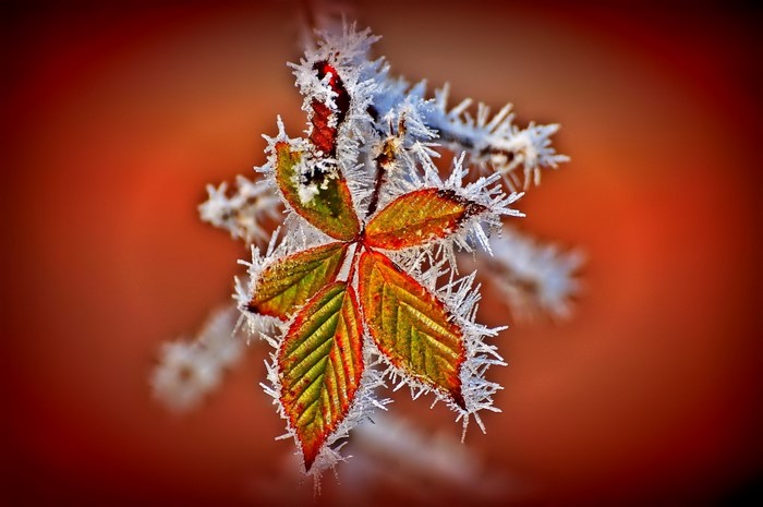 Frost-Covered Autumn Leaf on Branch