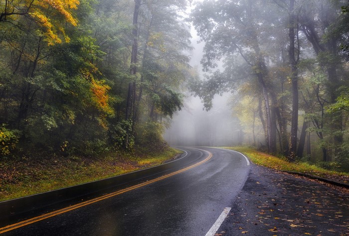 Winding road through a foggy autumn forest