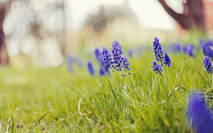 Purple grape hyacinth flowers in green grass