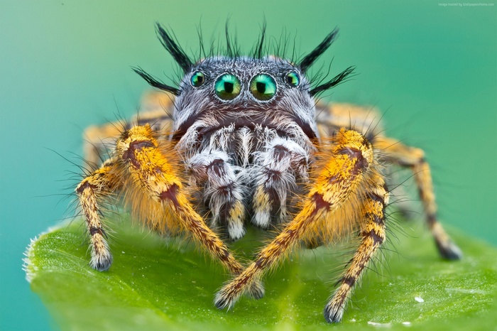 Macro shot of a Bagheera kiplingi spider