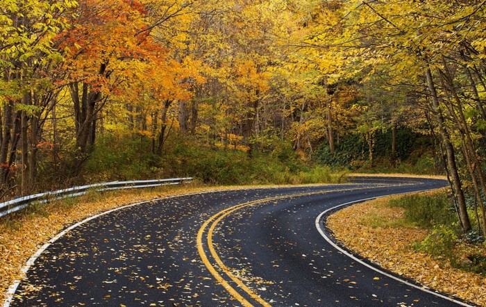 Winding road through autumn forest with fallen leaves