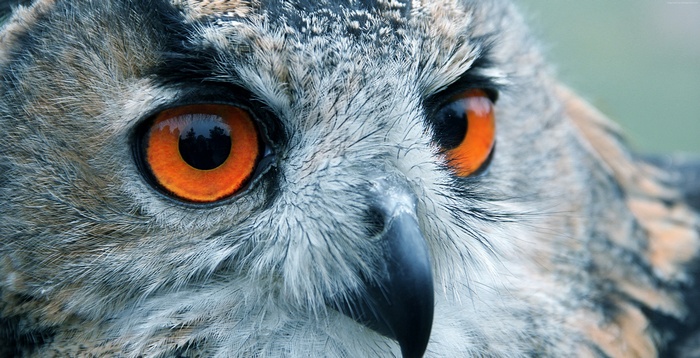 Close-up of an owl's bright orange eyes