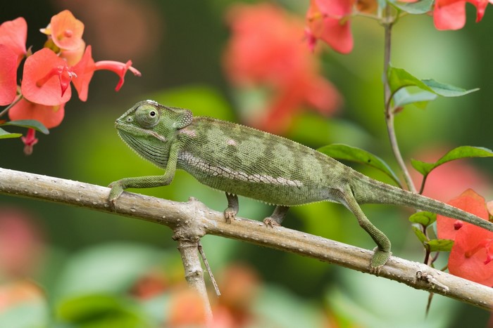 Green chameleon on a branch with orange flowers