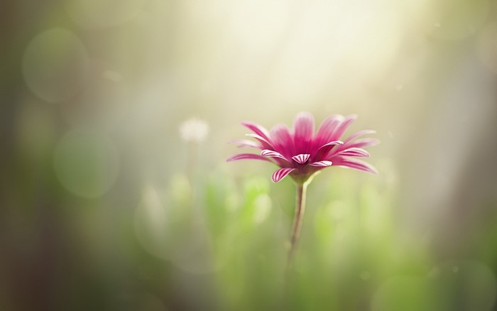 Pink daisy flower in sunlight with bokeh