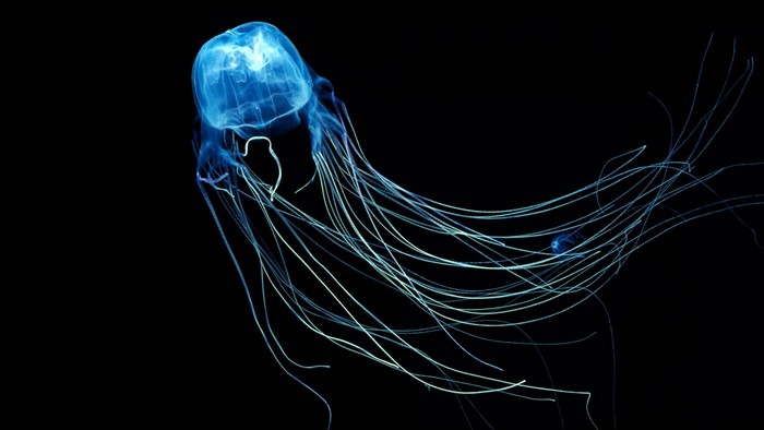 Blue box jellyfish with long tentacles in dark water