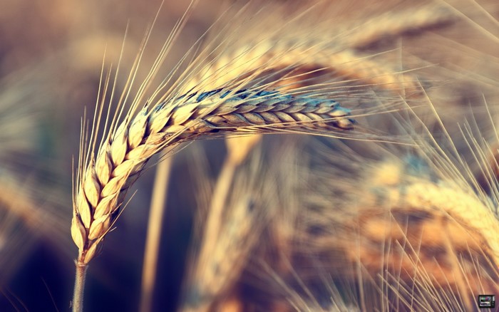 Close-up of a ripe wheat or barley stalk