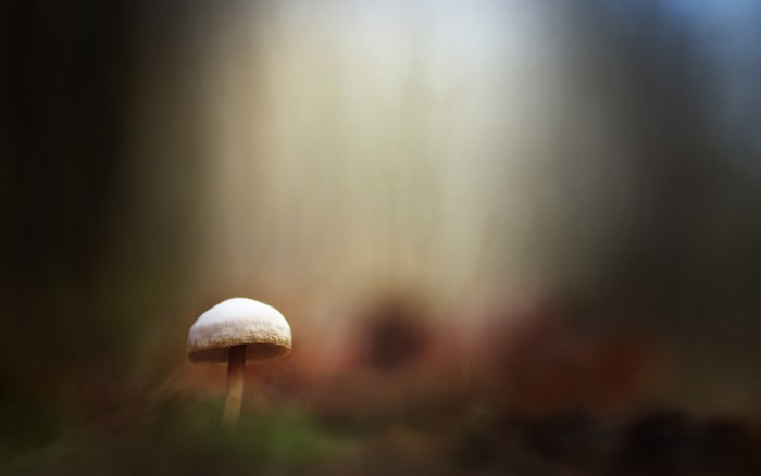 Mushroom in forest with sunlight
