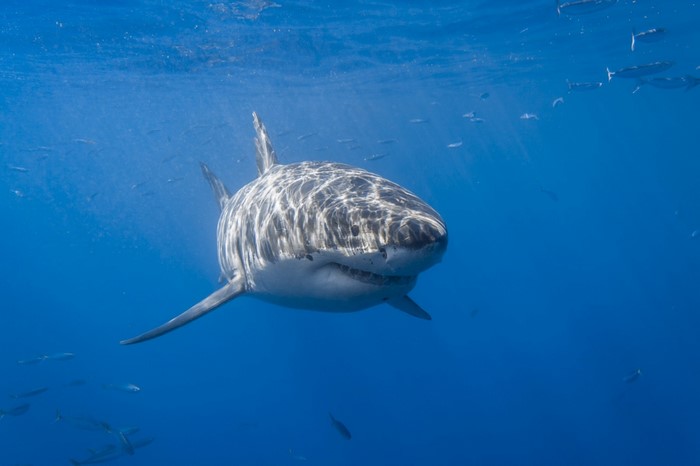 Great White Shark swimming in blue ocean water