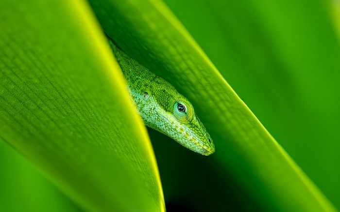 Green anole lizard peeking from behind large green leaves