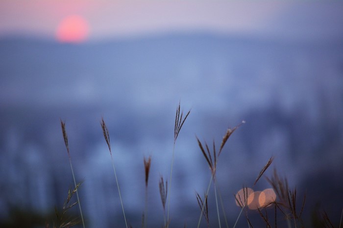 Sunset over mountains with grass in foreground