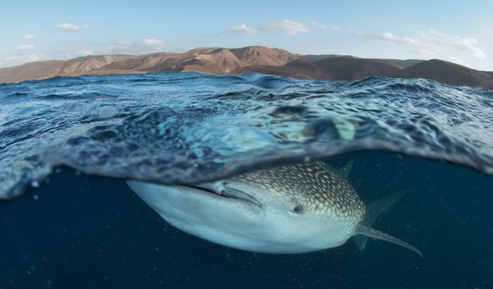 Whale shark swimming in the ocean near mountains