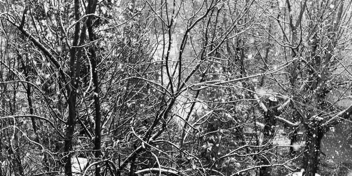 Monochrome forest with snow falling on branches