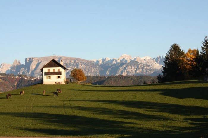 House on a hill with mountains and cows in Italy