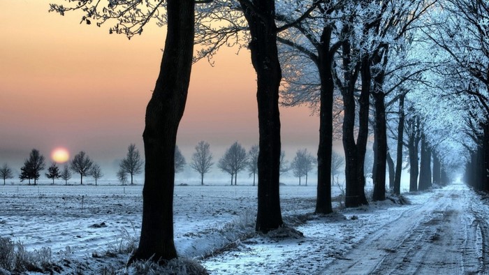 Winter sunrise over a snowy field with trees