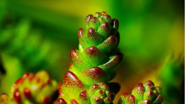 Macro photography of a succulent plant with red tips