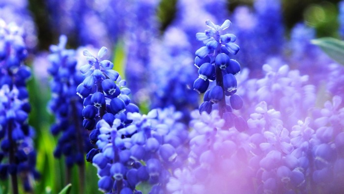 Close-up of blue and purple grape hyacinth flowers