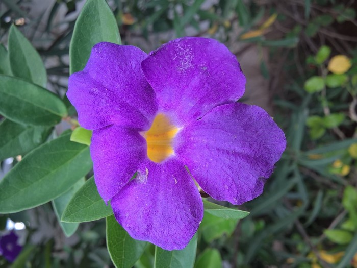 Purple flower with yellow center and green leaves