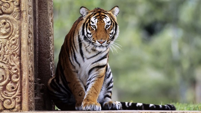 Tiger sitting next to ornate stone pillar