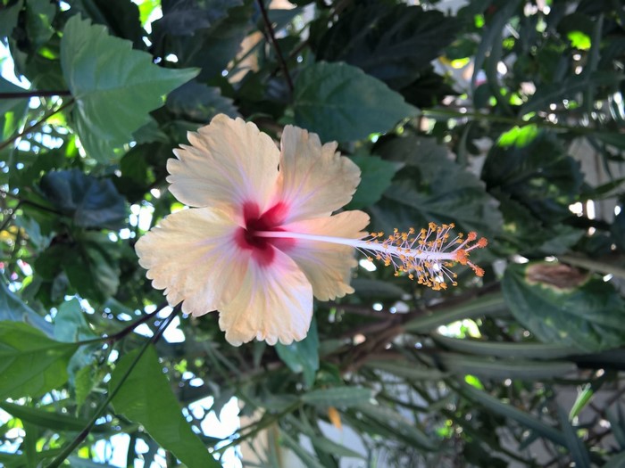 Pale yellow hibiscus flower with red center and stamen
