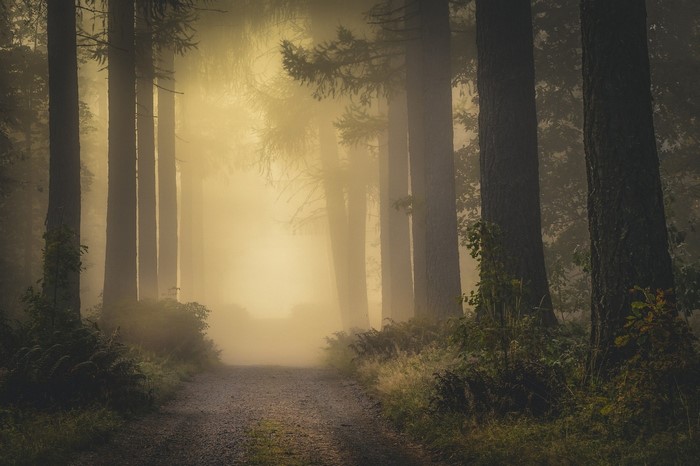 Misty forest path with sunlight filtering through trees
