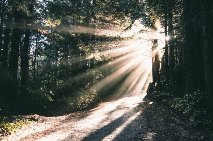 Sunlight filtering through trees onto a forest path