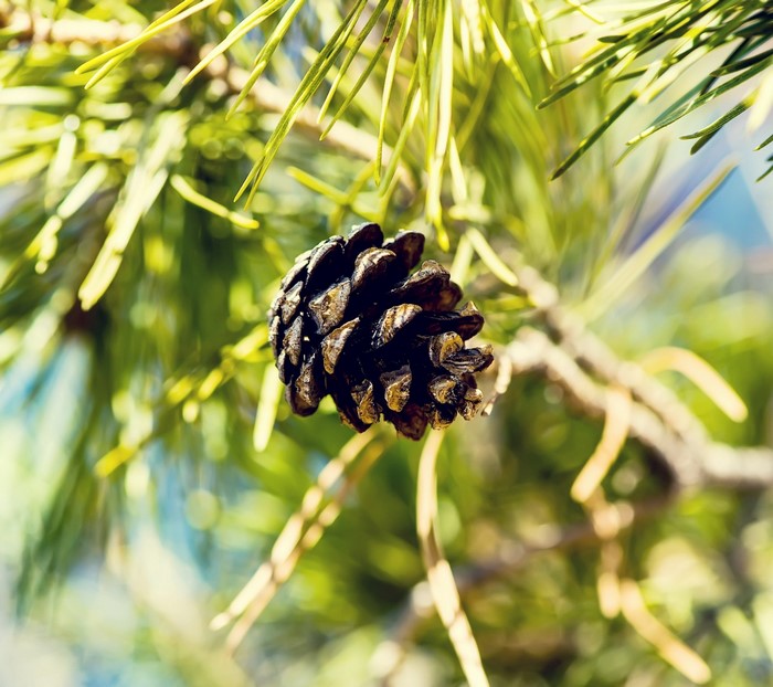 Pine cone on a pine tree branch