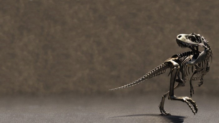 Dinosaur skeleton in a museum display