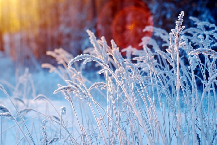 Frost covered grass in winter sunlight
