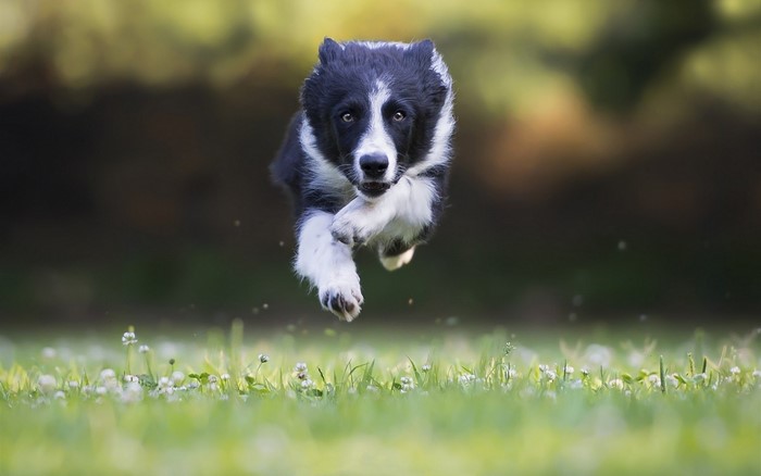 Border Collie puppy running in grass