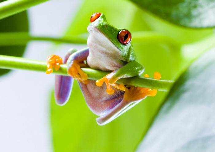 Red-eyed tree frog on a green branch