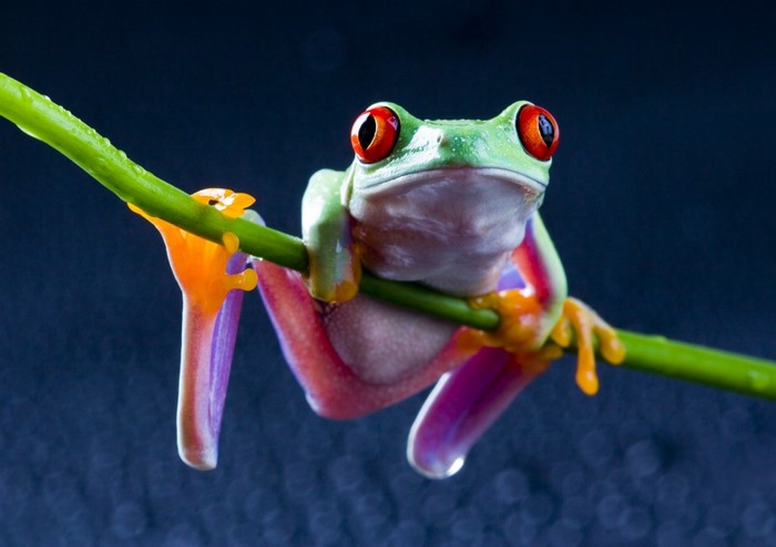 Red-eyed tree frog on a green branch