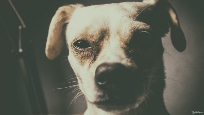 Close up of a dog's face