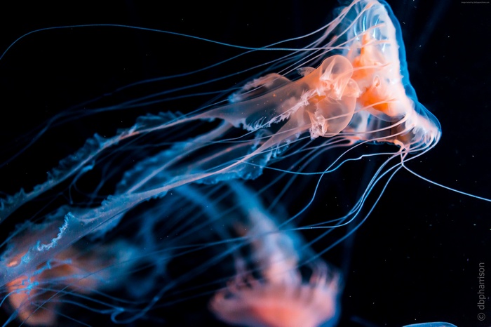 Jellyfish underwater