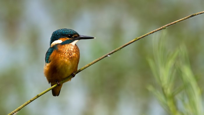A kingfisher bird perched on a thin branch
