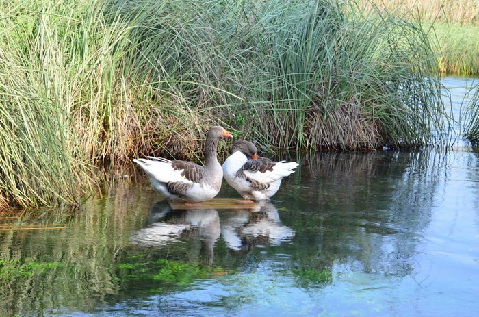 Two geese standing in shallow water with tall grass