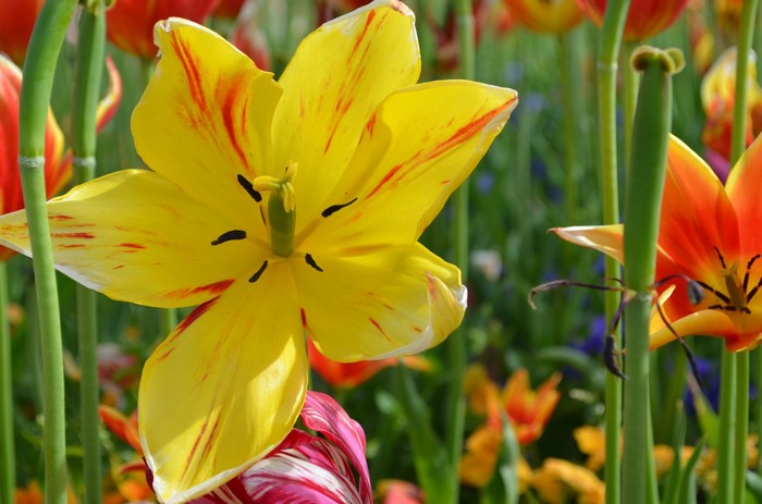Close-up of a yellow tulip with red streaks