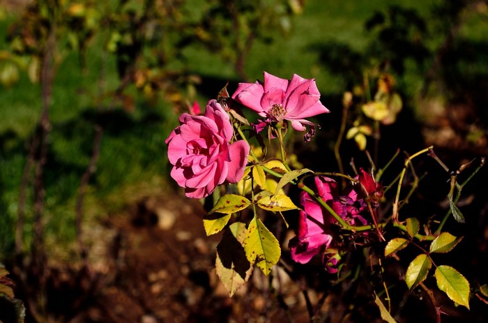 Pink roses with yellowing leaves on a bush