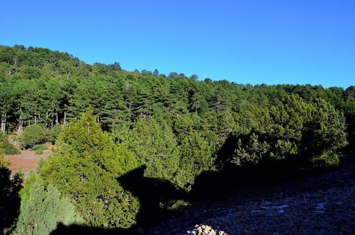 Forest on a hill under a clear blue sky