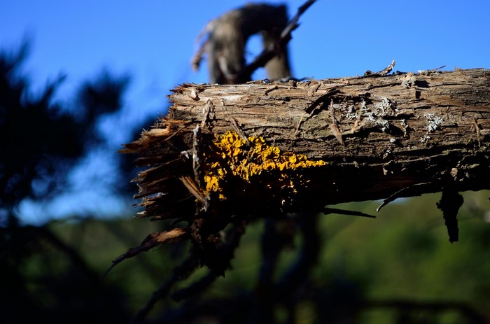 Broken tree branch with yellow fungus