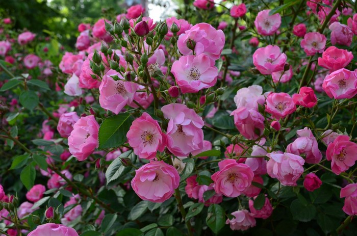 Pink roses in bloom with green leaves