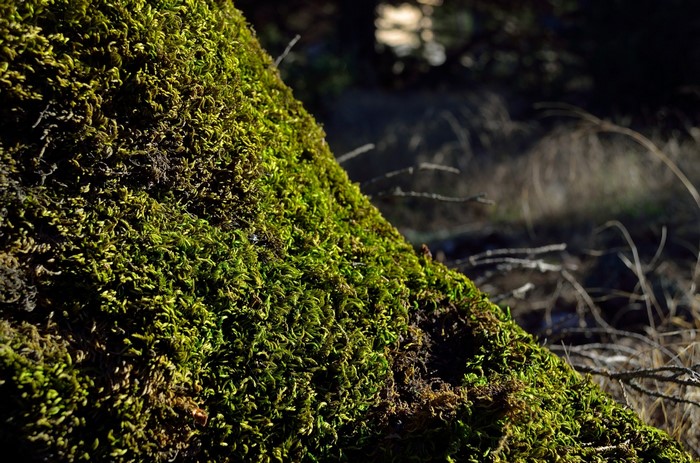 Moss growing on a tree trunk in a forest