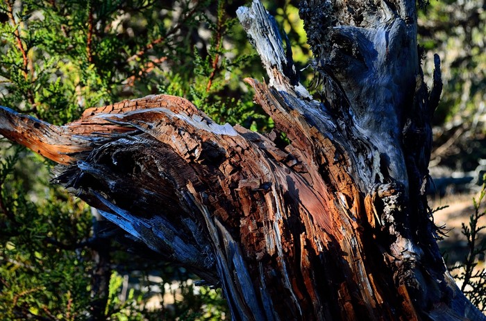 Close-up of a weathered, broken tree trunk with green foliage