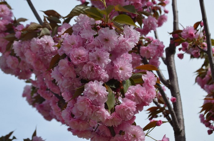 Pink cherry blossoms on a tree branch