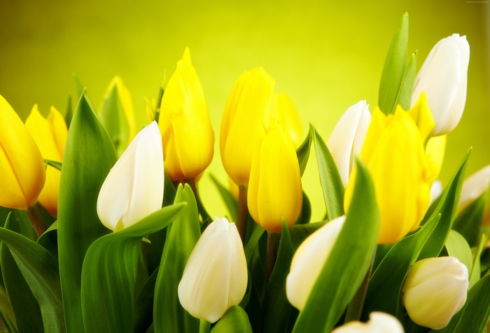Yellow and white tulips with green leaves