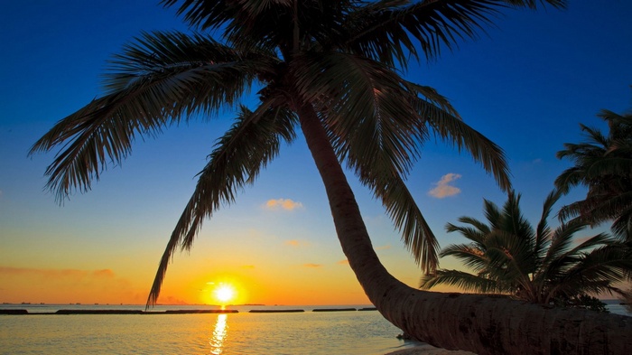 Palm trees at sunset over the ocean