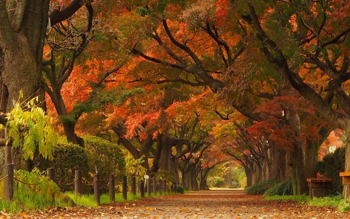 Autumn Tunnel of Maple Trees in Japan