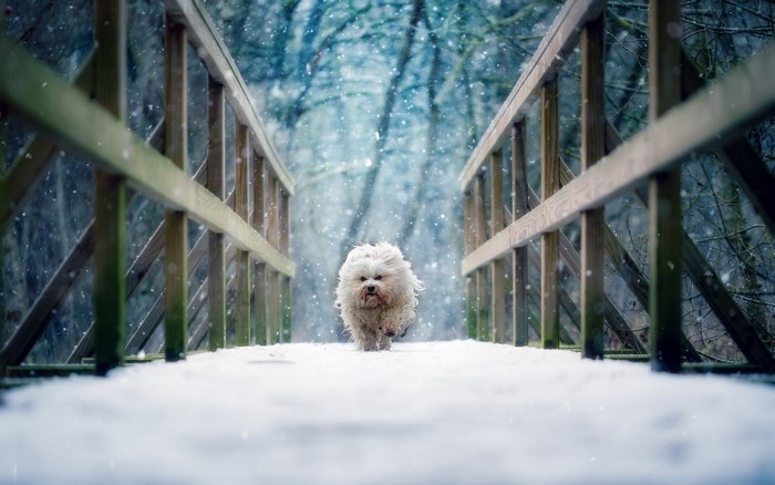 Fluffy white dog running on a snowy bridge in winter