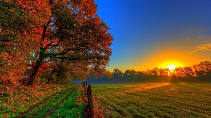 Autumn sunrise over a misty field with trees