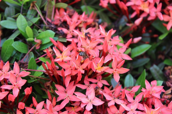 Close-up of pink Ixora flowers with bees