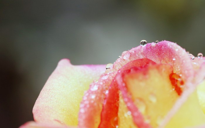 Close-up of a rose with dew drops